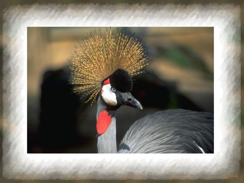 Grey Crowned Crane — Calm, Photograph