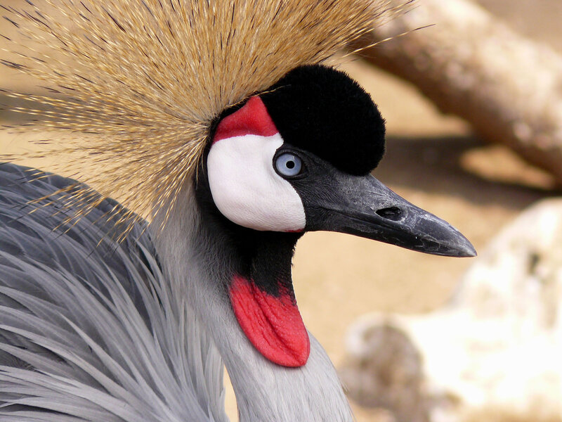 Grey Crowned Crane — Calm