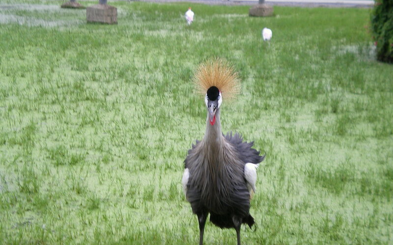 Grey Crowned Crane — Green, Calm
