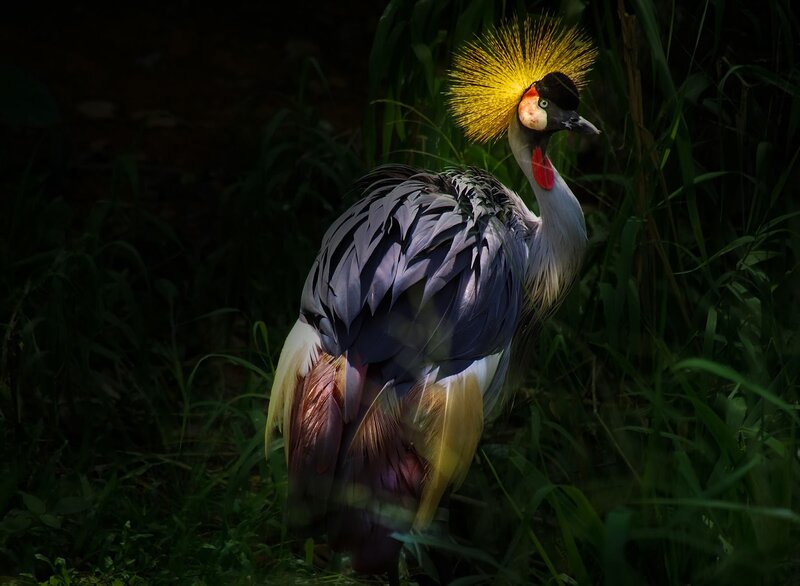 Grey Crowned Crane — Green, Dramatic, Photograph