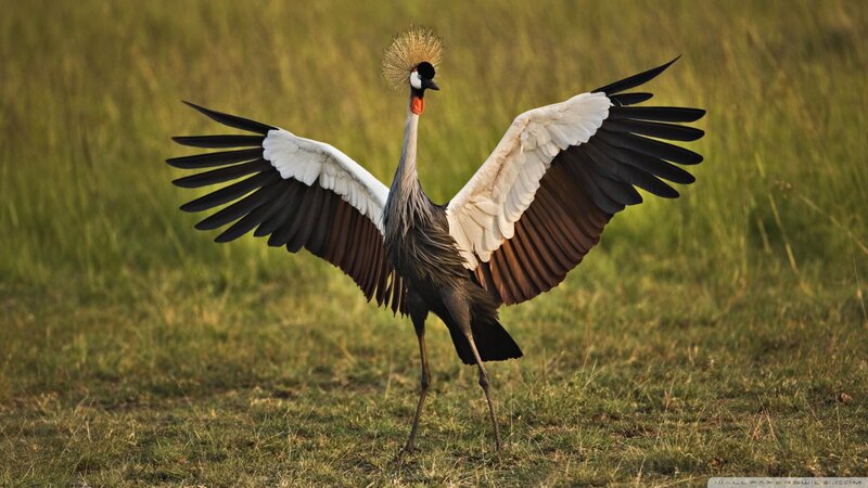 Grey Crowned Crane — Green, Dramatic, Sunset