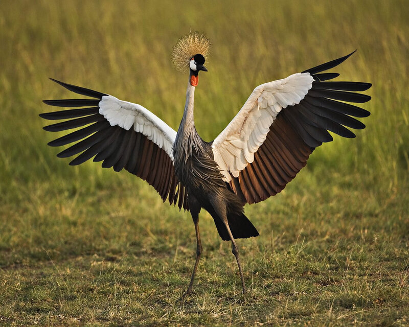 Grey Crowned Crane — Green, Dramatic