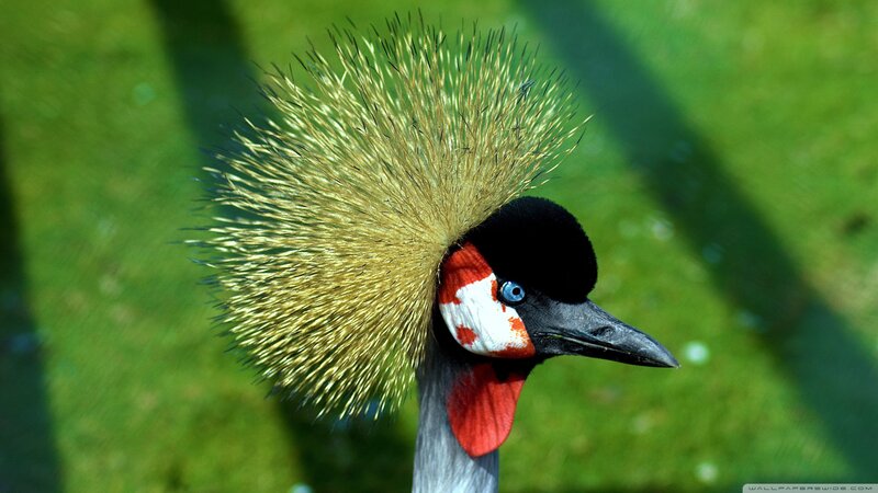 Grey Crowned Crane — Green, Natural, Afternoon