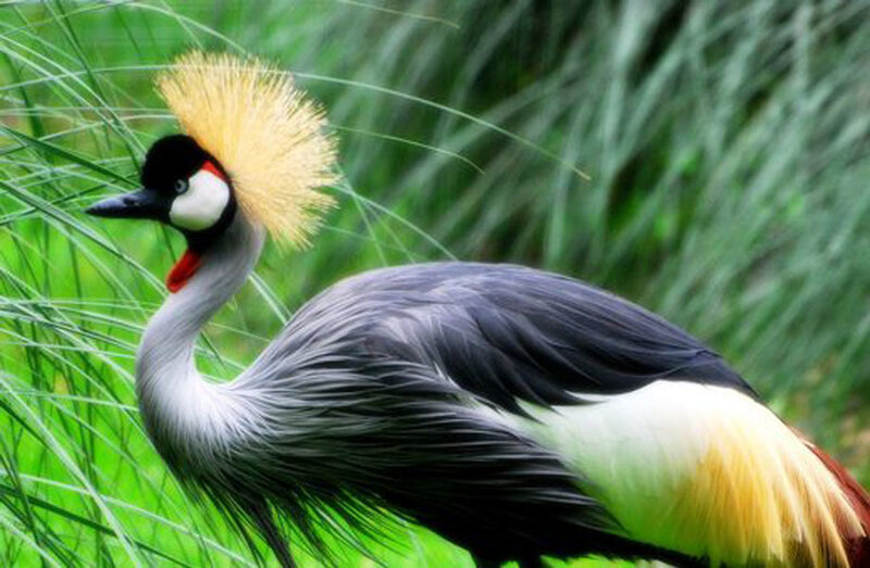 Grey Crowned Crane — Green, Natural