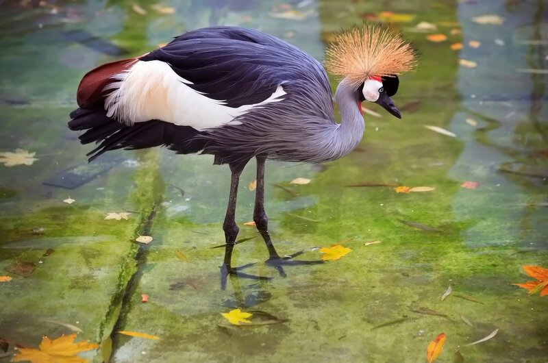Grey Crowned Crane — Green, Serene