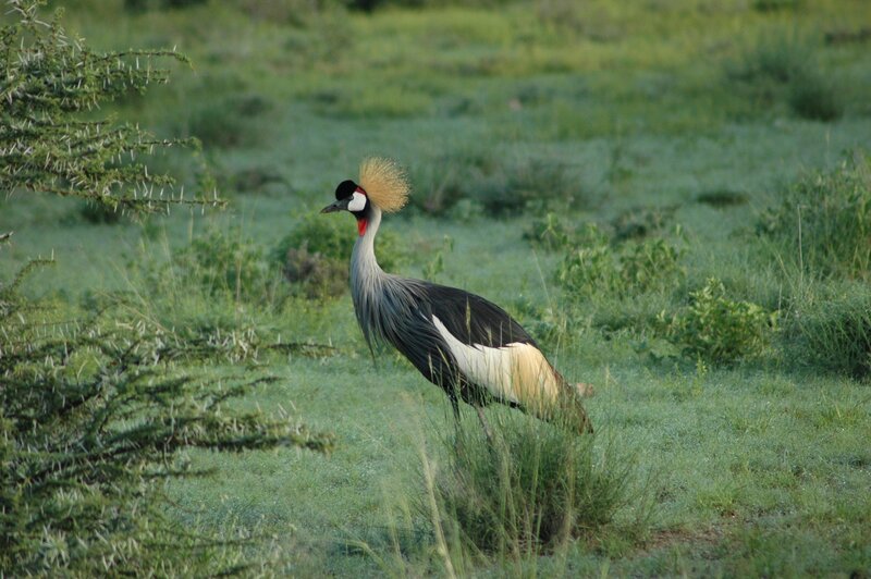 Grey Crowned Crane — Green