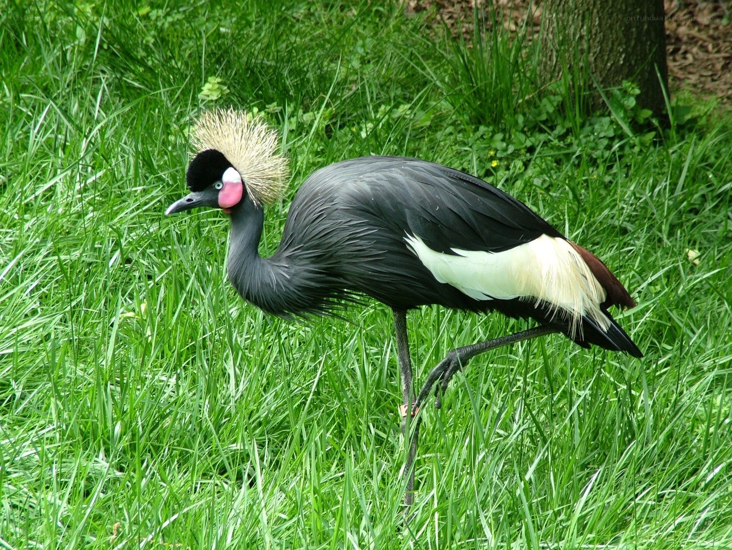 Grey crowned crane in grass