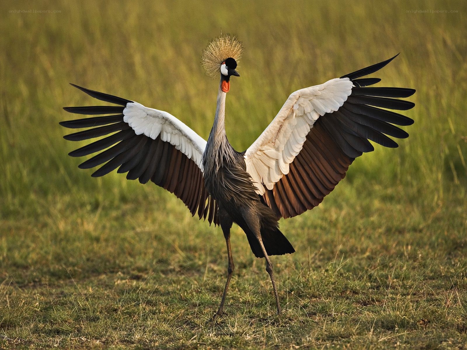 Grey crowned crane in grassland