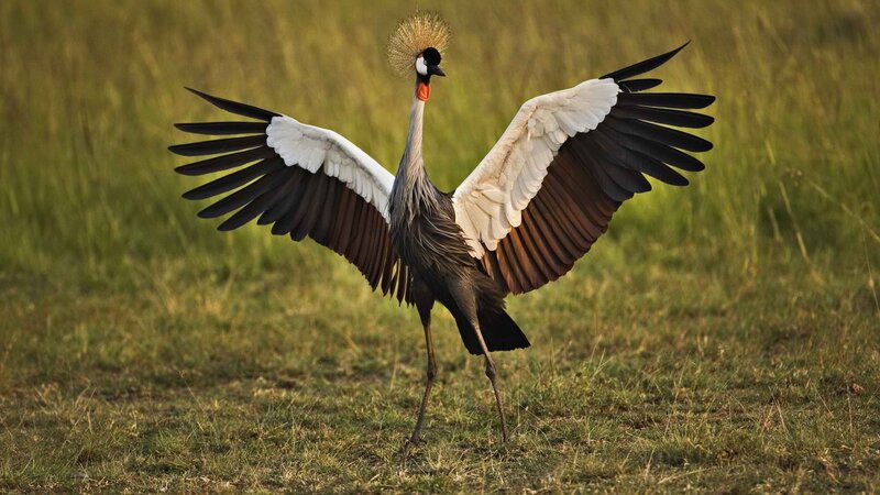 Grey crowned crane in grassland
