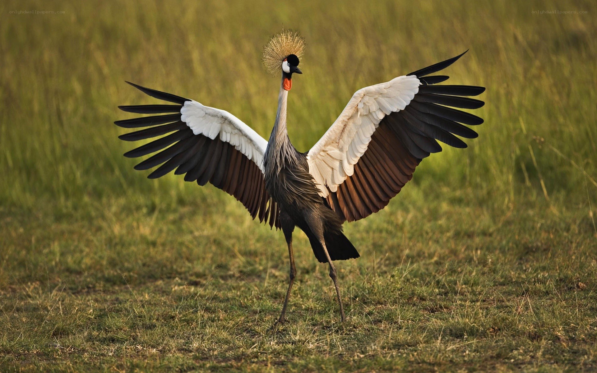 Grey crowned crane in grassland
