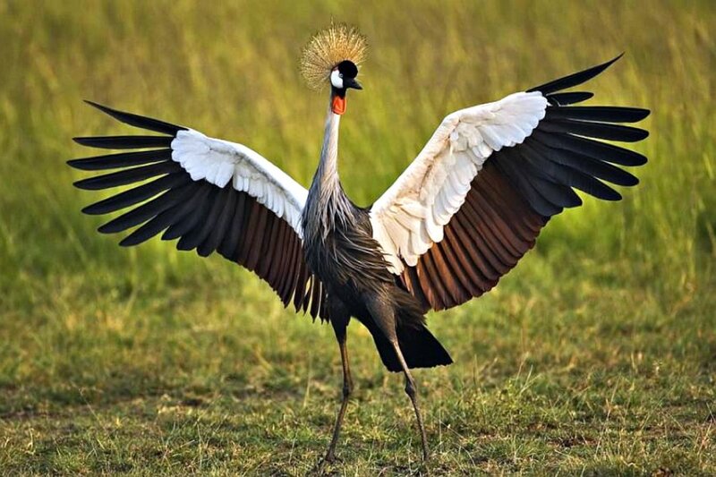 Grey crowned crane in grassland