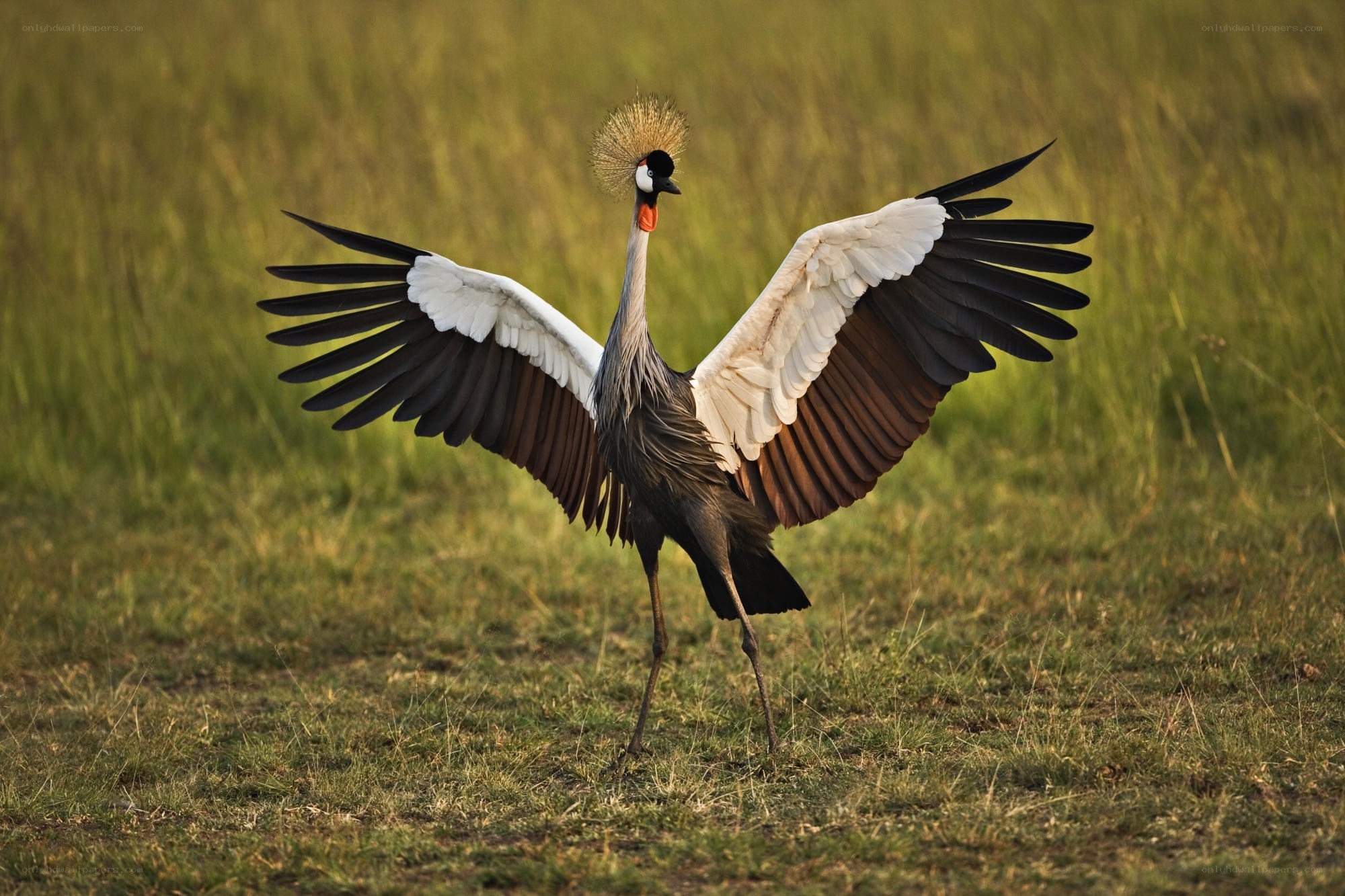 Grey crowned crane in grassland