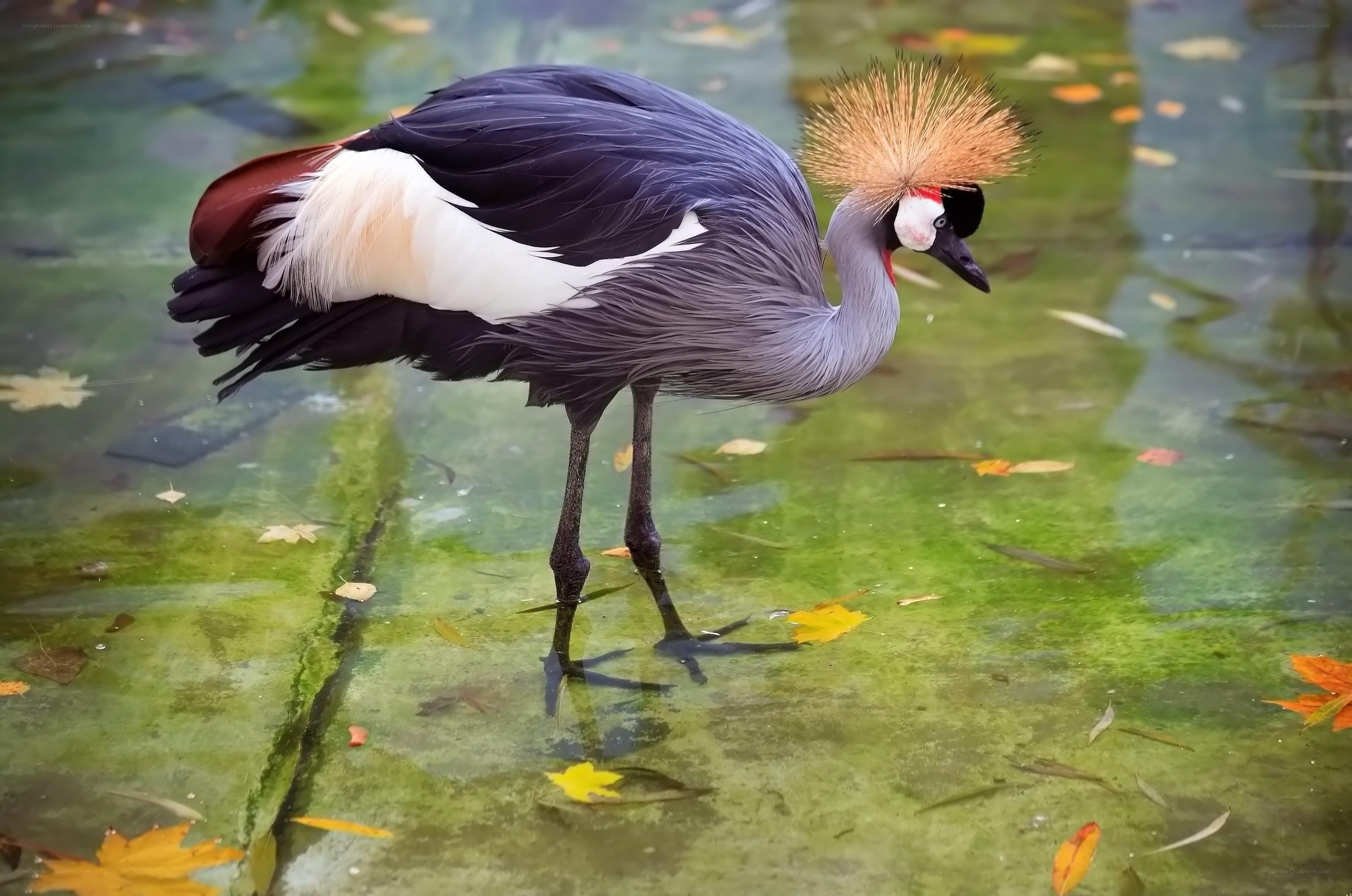 Grey crowned crane in shallow water
