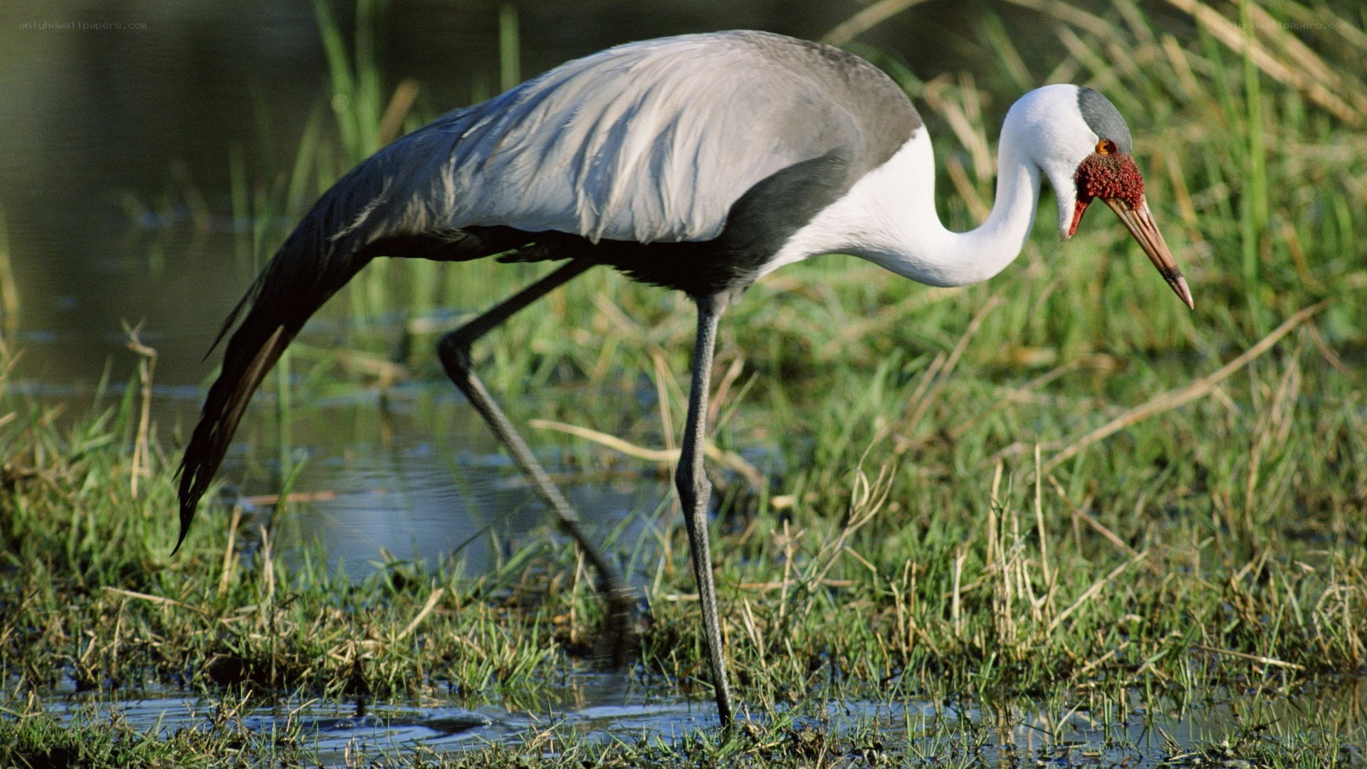 Grey crowned crane in wetland