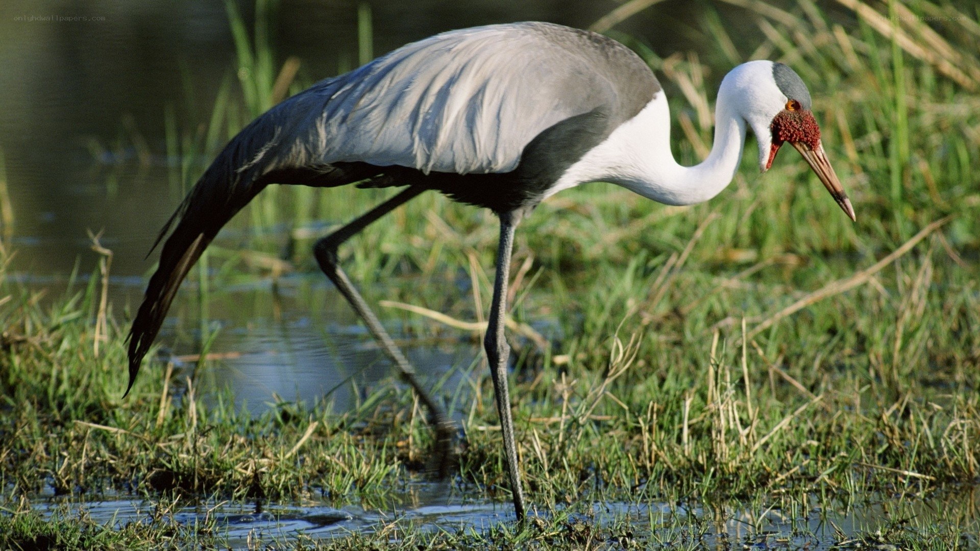 Grey crowned crane in wetland
