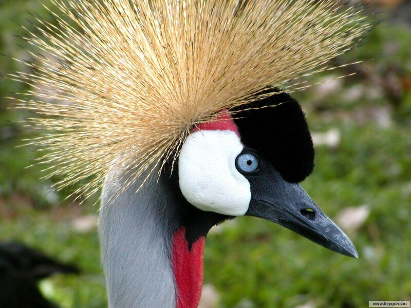Grey Crowned Crane — White