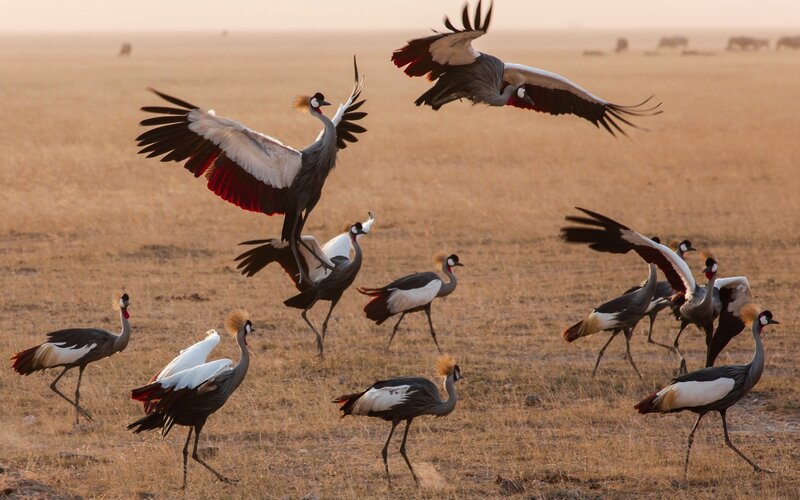Grey Crowned Cranes