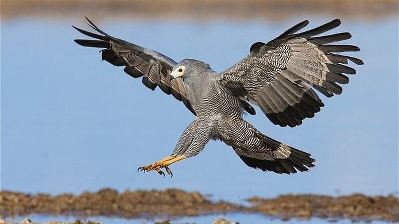 Grey Hawk in Flight