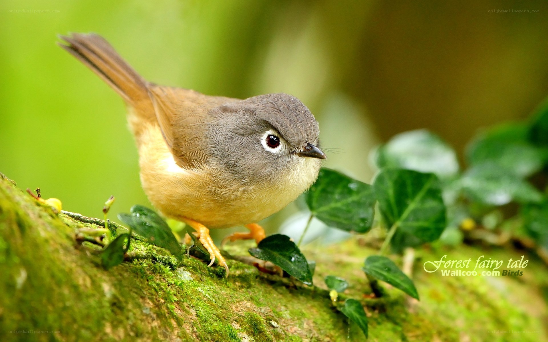 Grey-headed warbler on a mossy branch