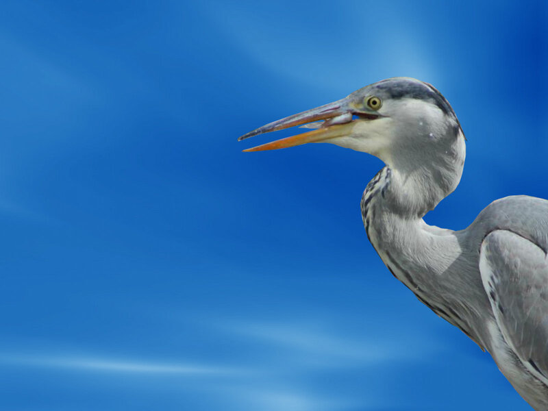 Grey Heron Bird