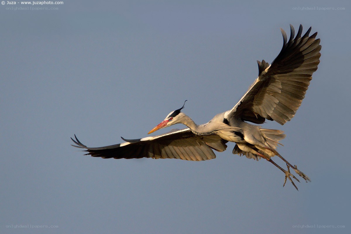 Grey heron in flight