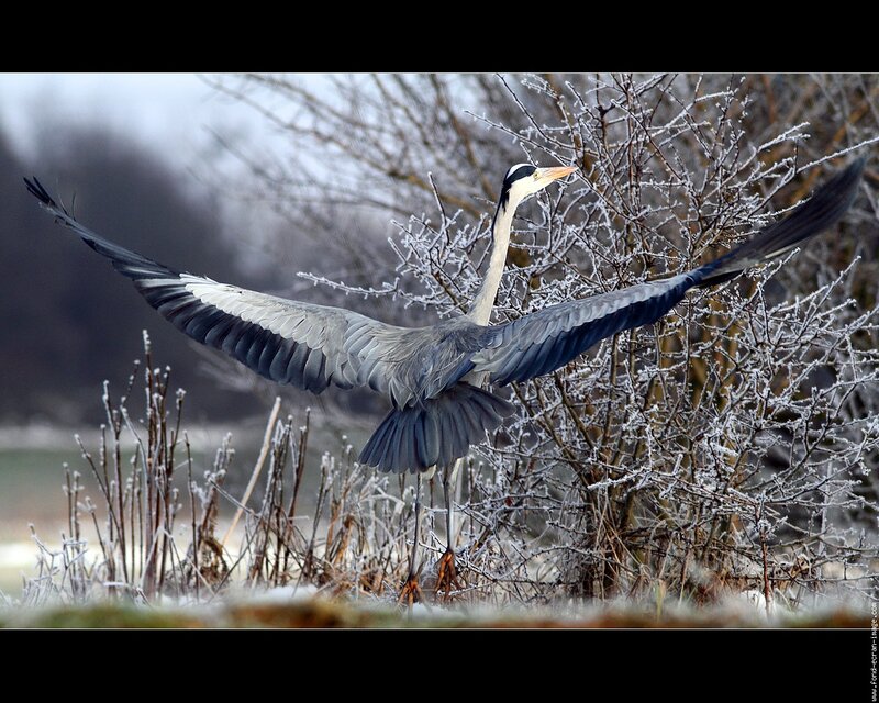Grey Heron in Flight — Dramatic
