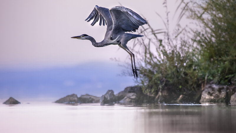 Grey Heron in Flight — Serene