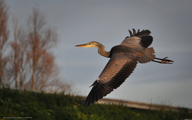 Grey heron in flight