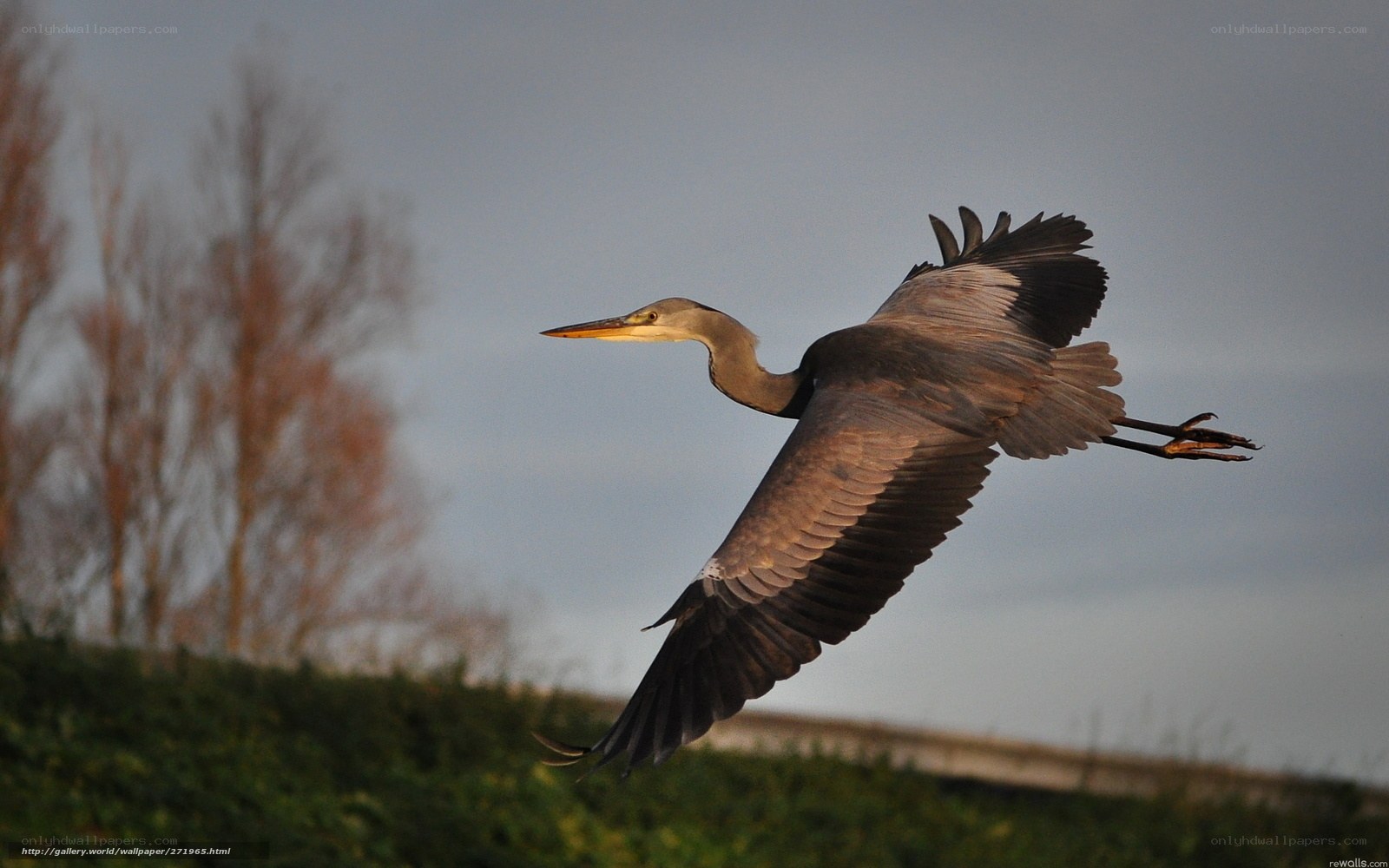 Grey heron in flight