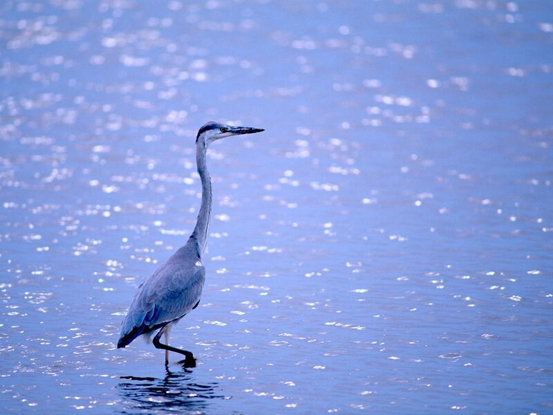Grey Heron in Water — Blue