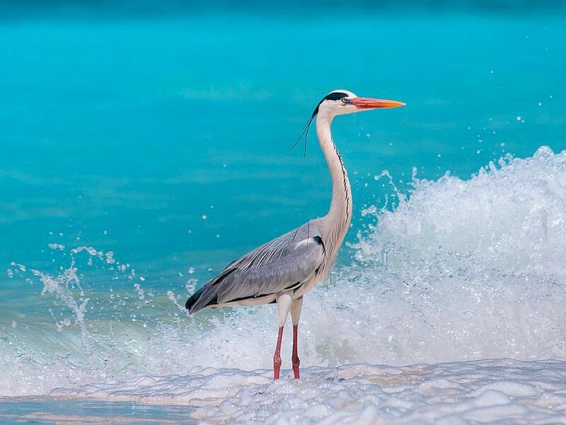Grey Heron in Water