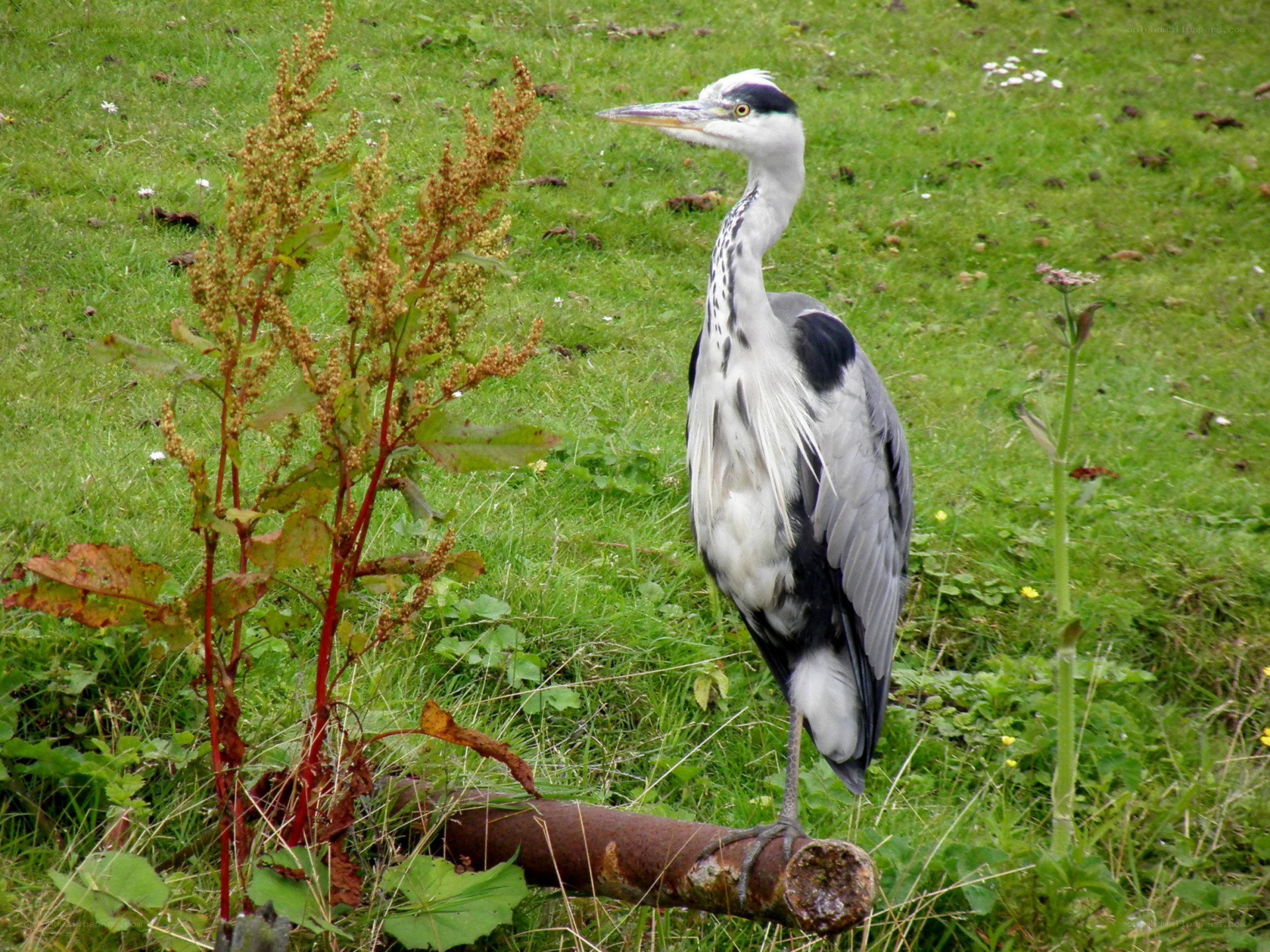 Grey heron on a log