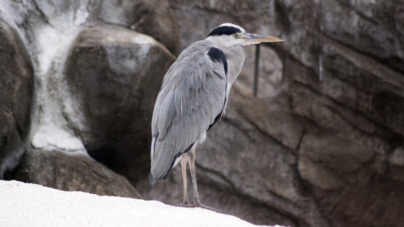 Grey Heron Standing — Calm