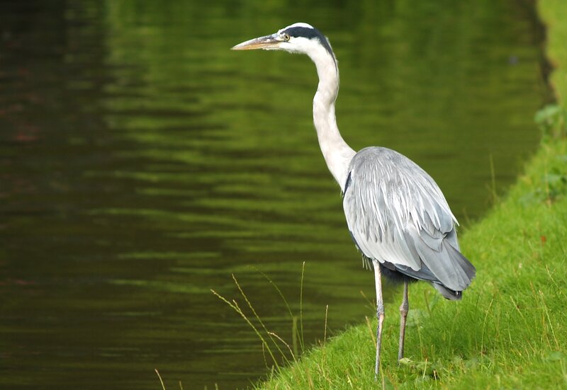 Grey Heron Standing — Green