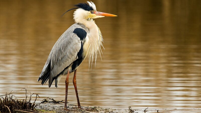Grey Heron Standing