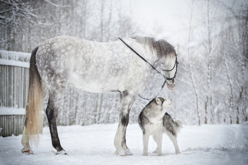 Grey Horse and Husky