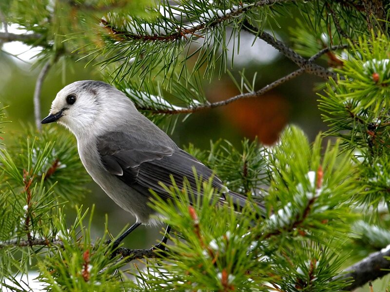 Grey Jay Bird — Green