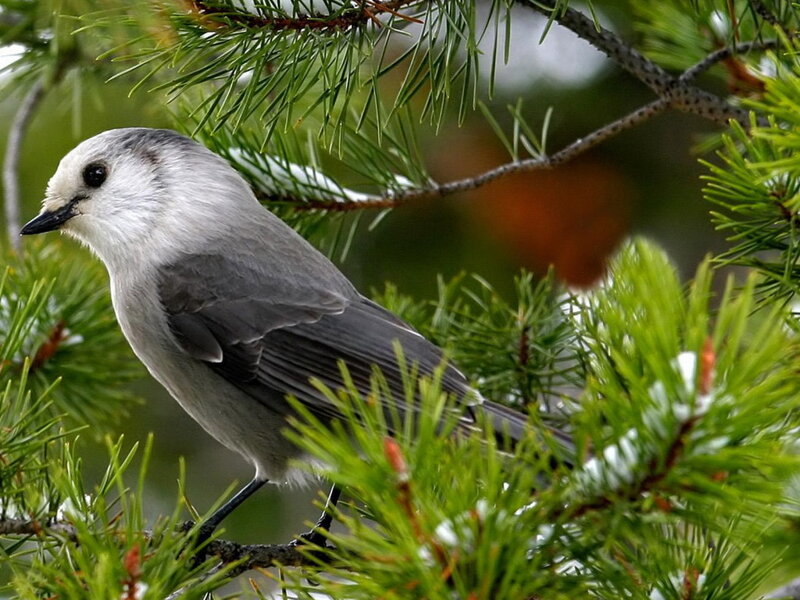 Grey Jay Bird