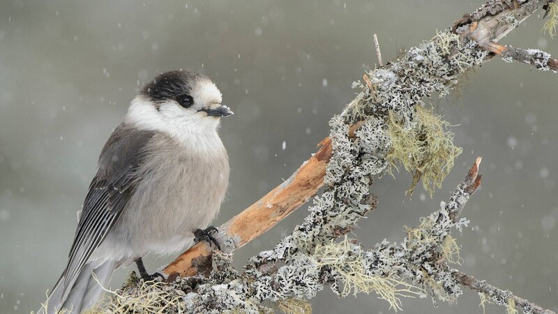 Grey Jay on Branch