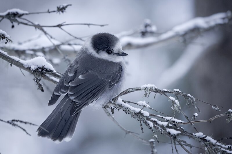 Grey Jay on Snowy Branch