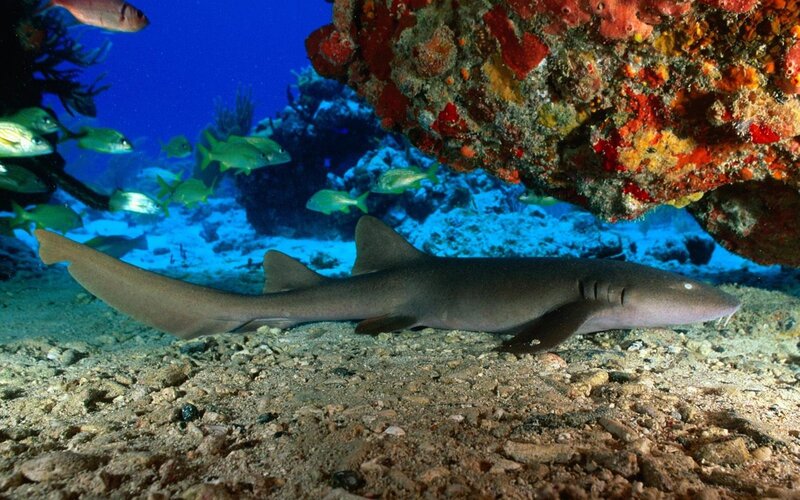Grey Nurse Shark — Blue