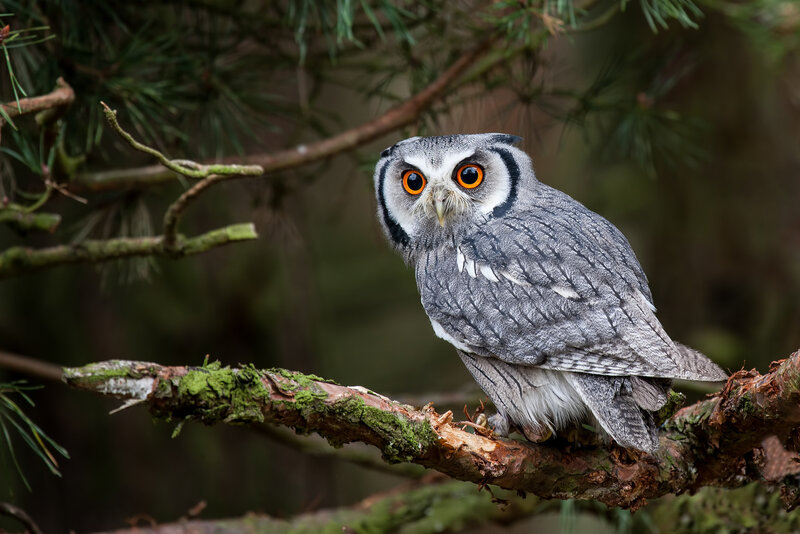 Grey Owl on Branch — Alert, Photograph