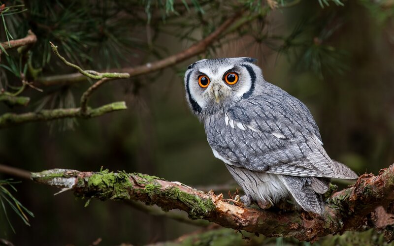Grey Owl on Branch
