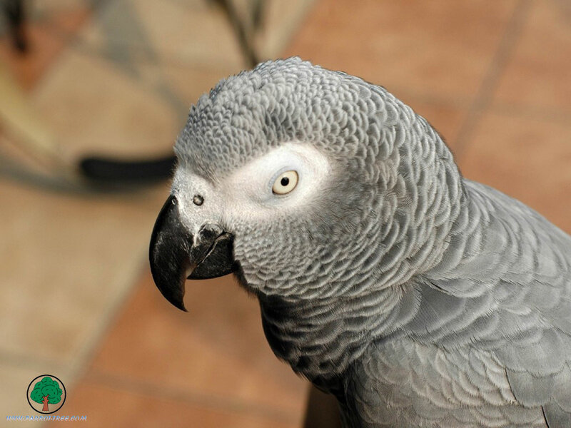 Grey Parrot Bird