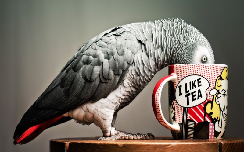 Grey Parrot Drinking Tea