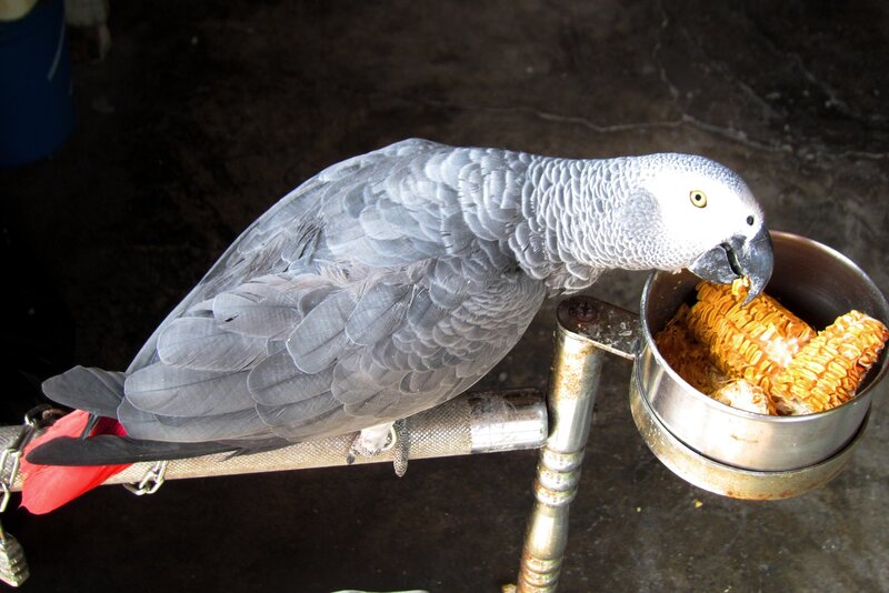 Grey Parrot Eating Corn