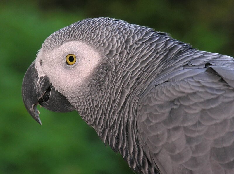 Grey Parrot Head — Calm, Photograph
