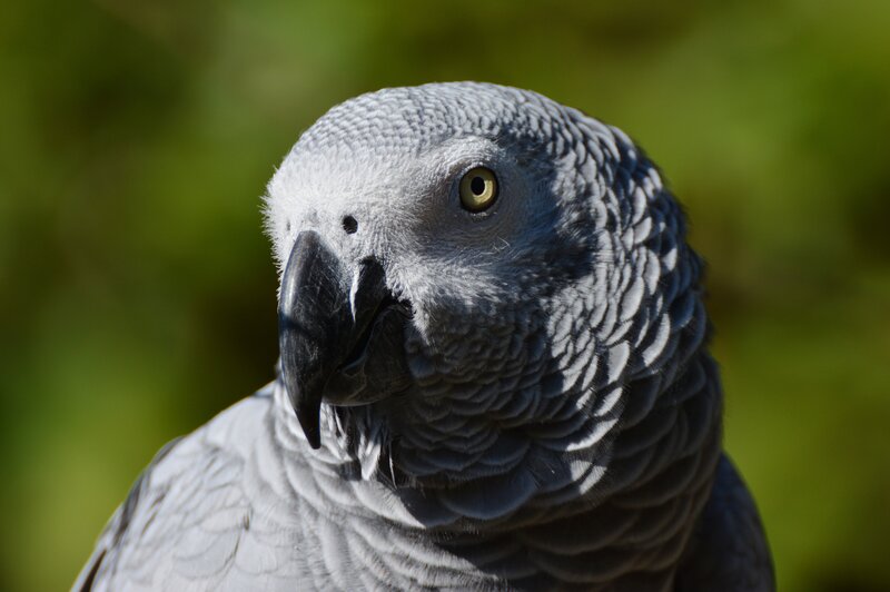 Grey Parrot Head