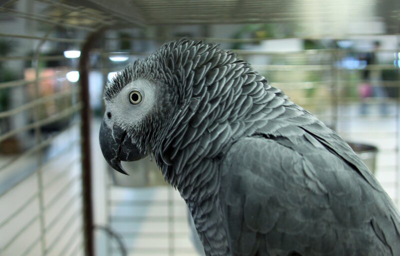 Grey Parrot in Cage