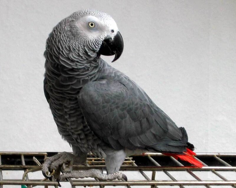 Grey parrot on a cage